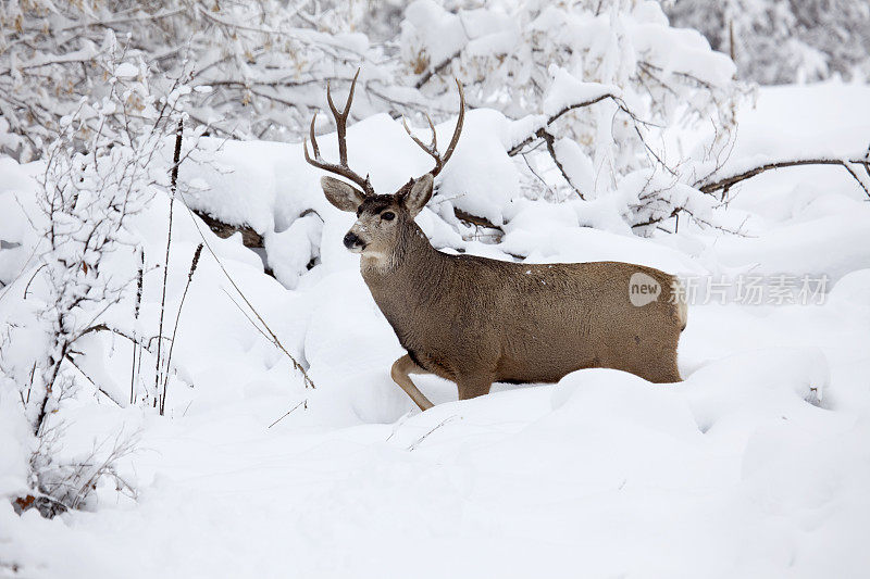 科罗拉多冬雪中的骡鹿