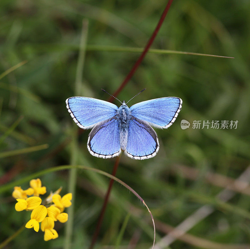 阿多尼斯蓝色的蝴蝶展开翅膀