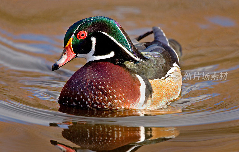 男性Woodduck