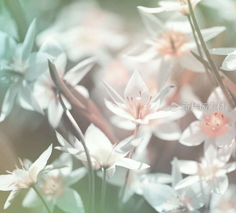 美丽的春天的花朵