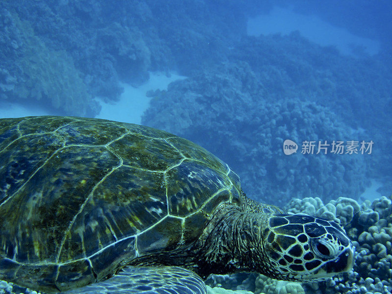 海龟在海里游泳