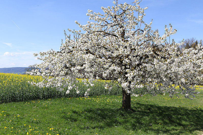 樱桃树在春天开花