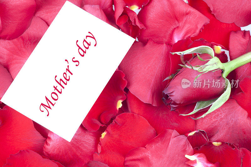 母亲节写在玫瑰花瓣上