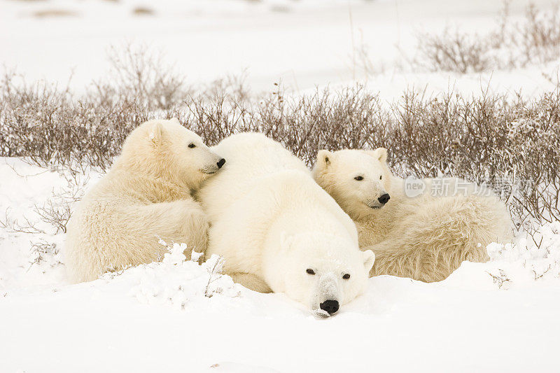北极熊的家庭。