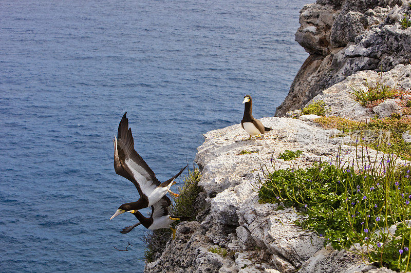 开曼群岛，悬崖边缘的棕色鲣鸟