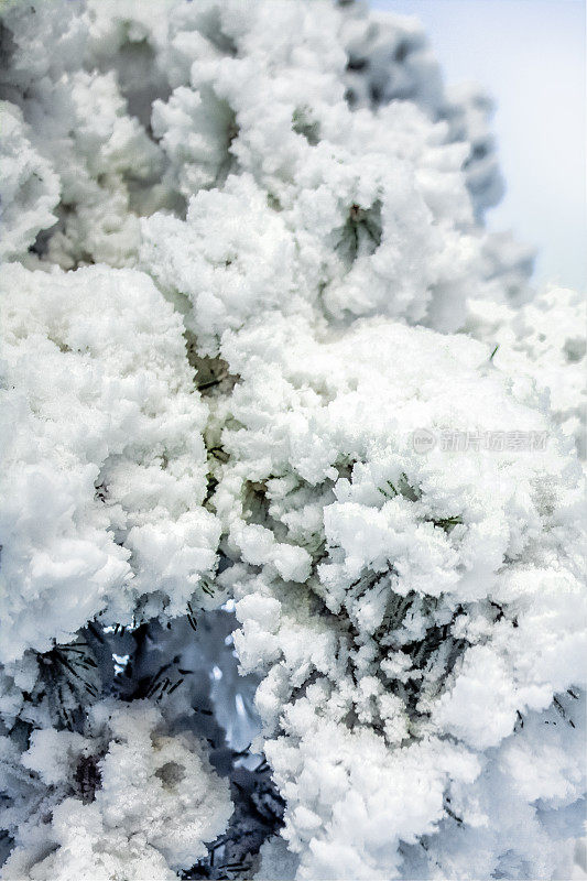 雪下的松树