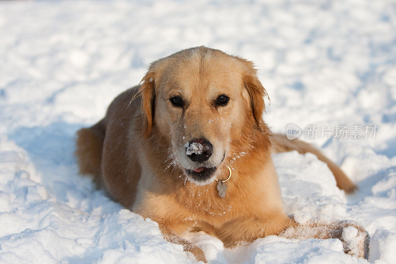 雪中的金毛寻回犬