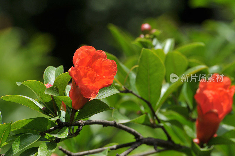 石榴花