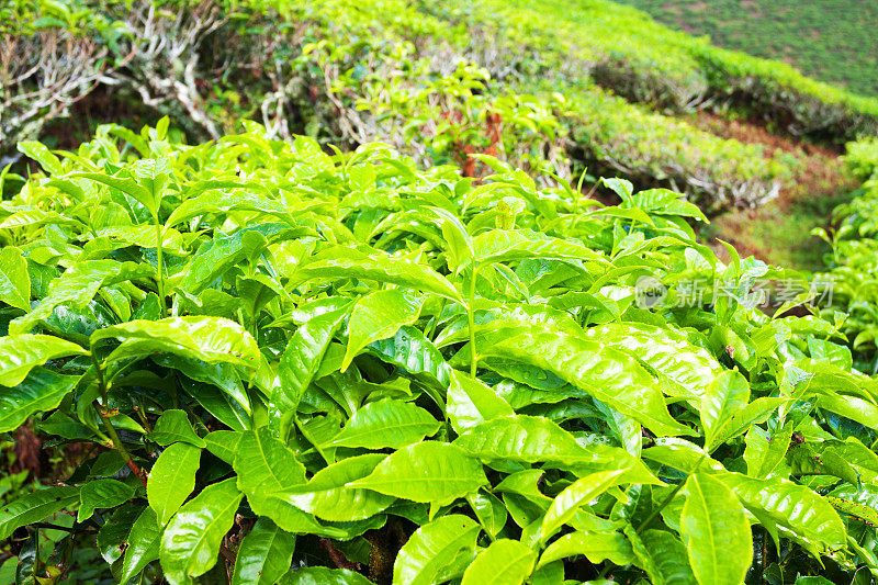 新鲜茶树叶