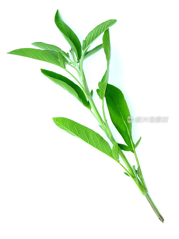 Sage(鼠尾草)