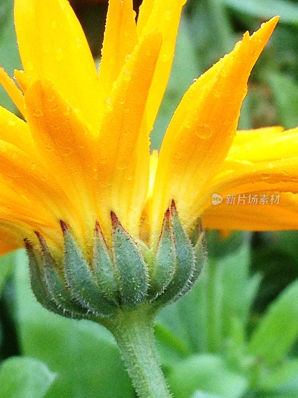 单黄金盏花草本花盛开野花雨滴替代药物