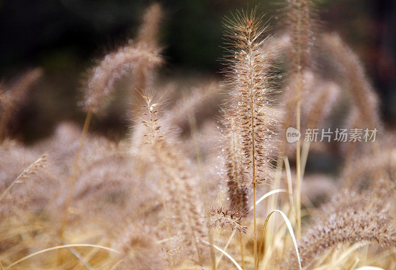 露水草