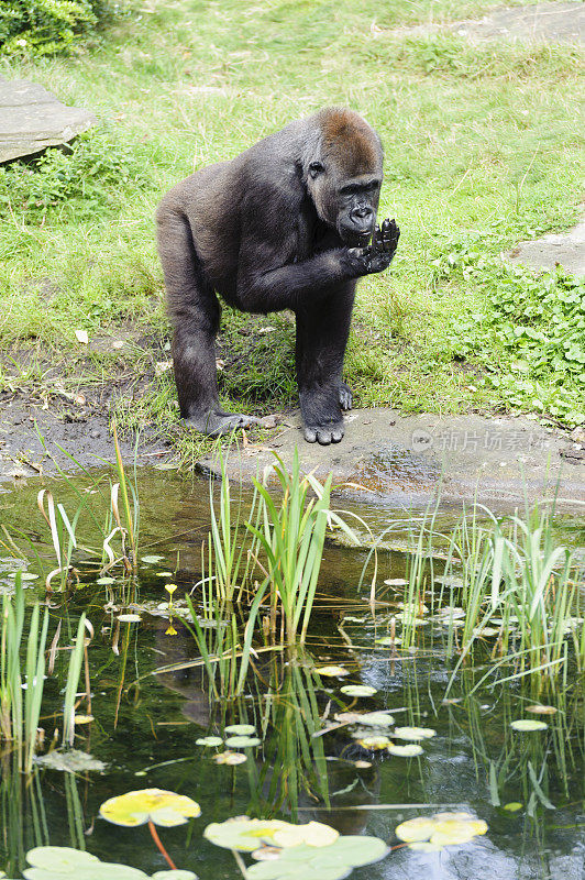 大猩猩在沼泽附近