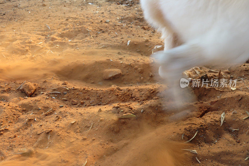 狗扔沙子