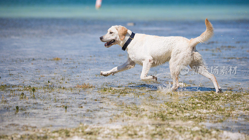 海滩上的黄色拉布拉多犬