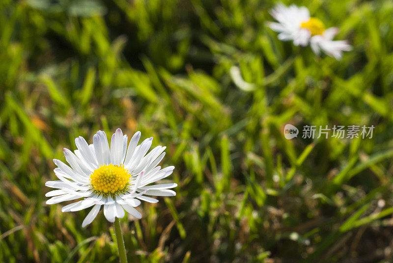 雏菊花特写