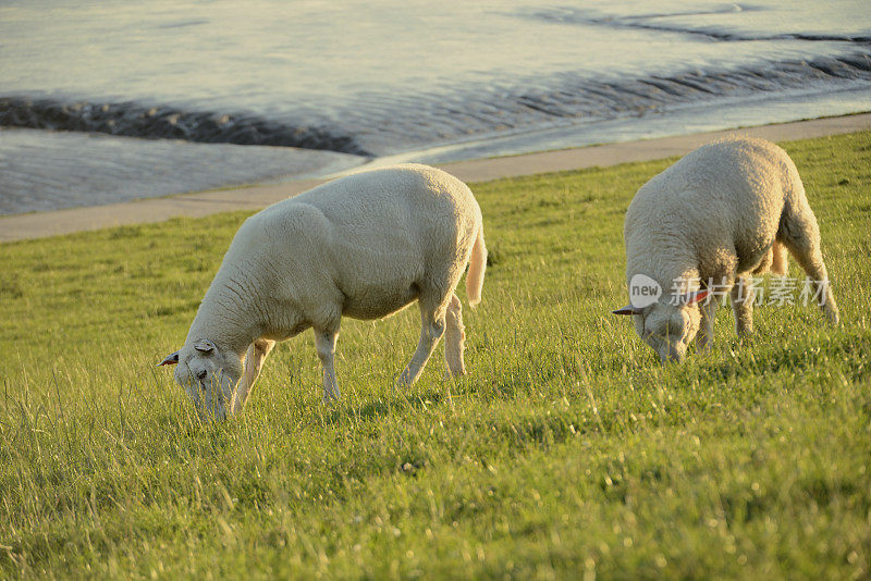 在瓦登海的堤坝上放牧羊群