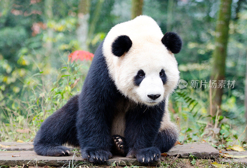 大熊猫看着镜头-成都，中国。