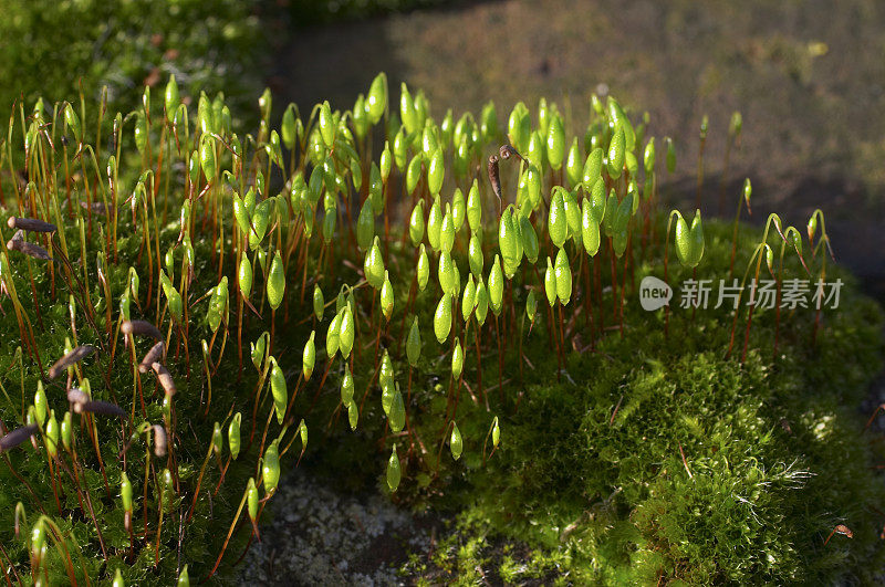 在阳光下的苔藓子实体