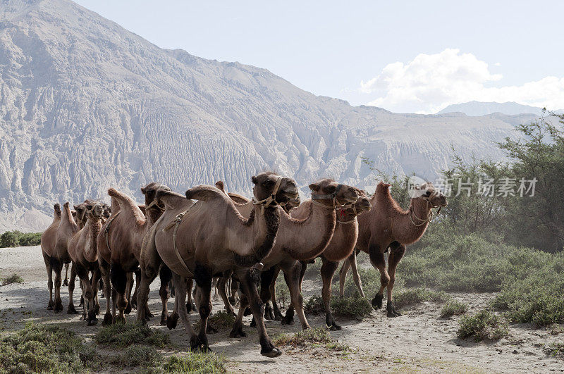 印度努布拉谷沙漠的骆驼
