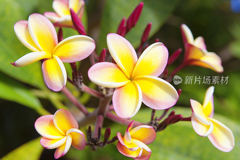 粉红色和黄色鸡蛋花簇，开花树在夏威夷群岛