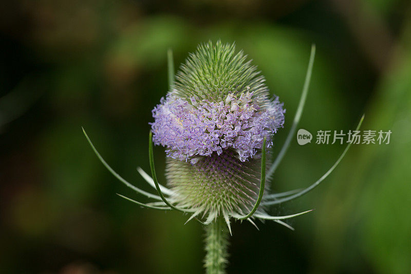 野花盛开