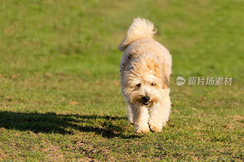 一只比雄犬小狗小跑着穿过田野。