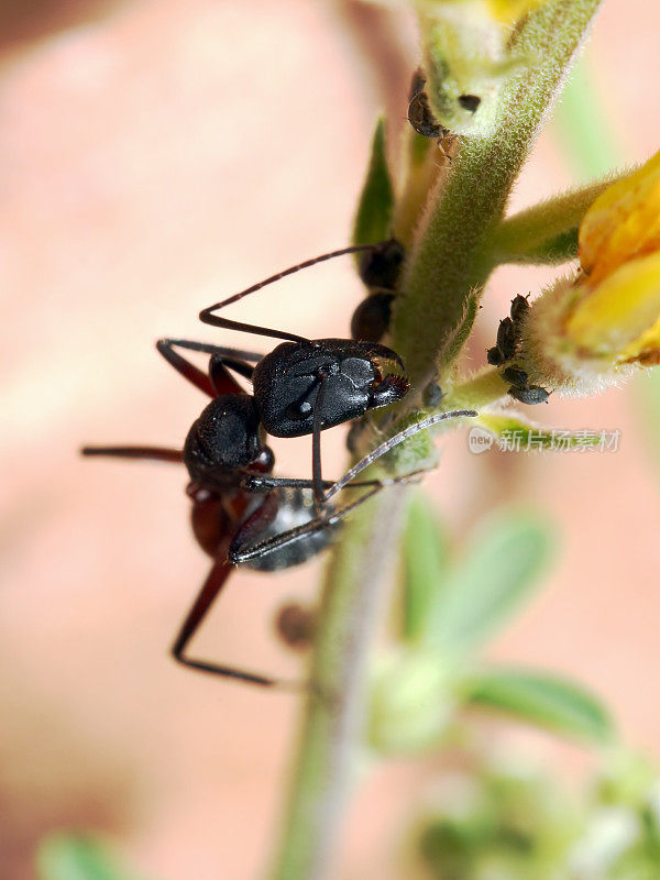 蚂蚁和蚜虫