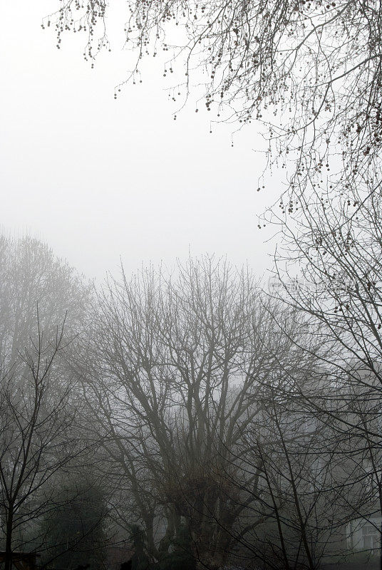 伦敦迷雾