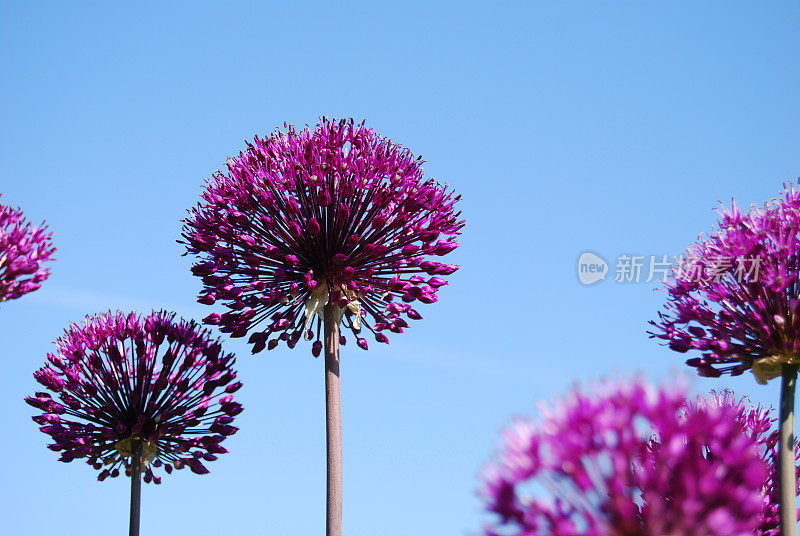 葱属植物的花