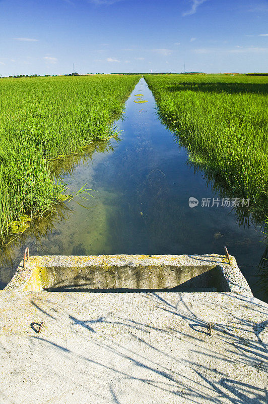 意大利威尼托斯卡拉岛的水稻种植