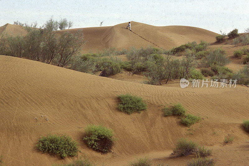中国宁夏中卫沙坡头腾格里沙漠沙丘与植被