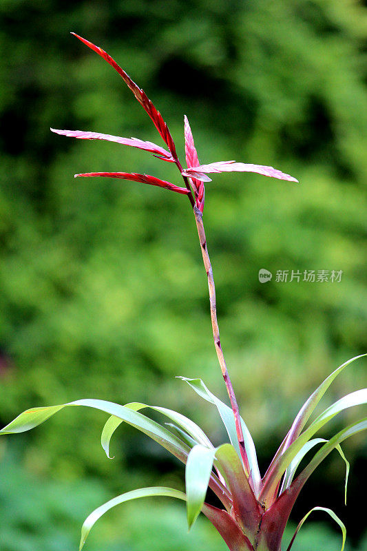 花园中奇异的凤梨花和植物叶子的形象