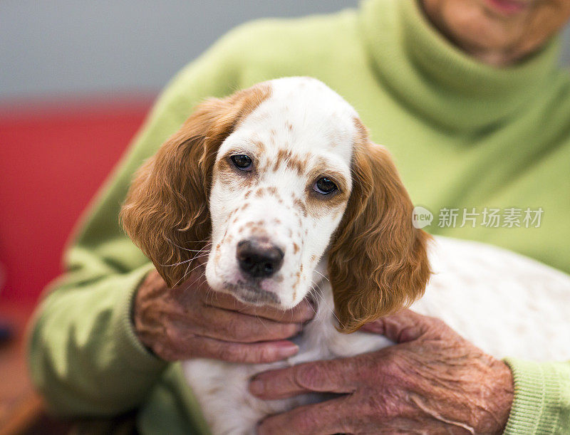 作为治疗犬的英国塞特犬躺在一位老年妇女的腿上。