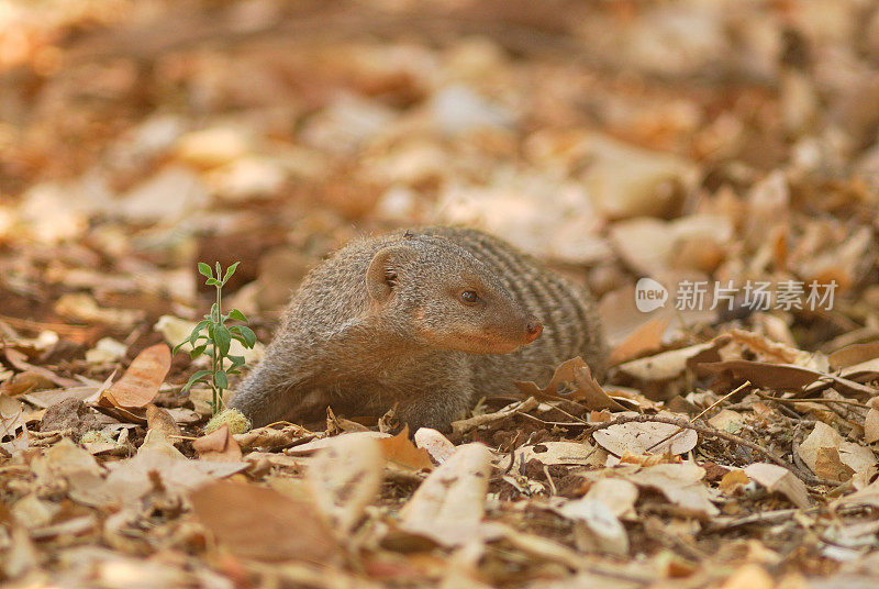 带状猫鼬