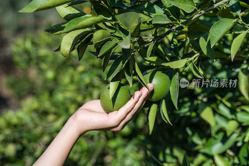 有机绿色新鲜橙子，种植在自家的橘子树上