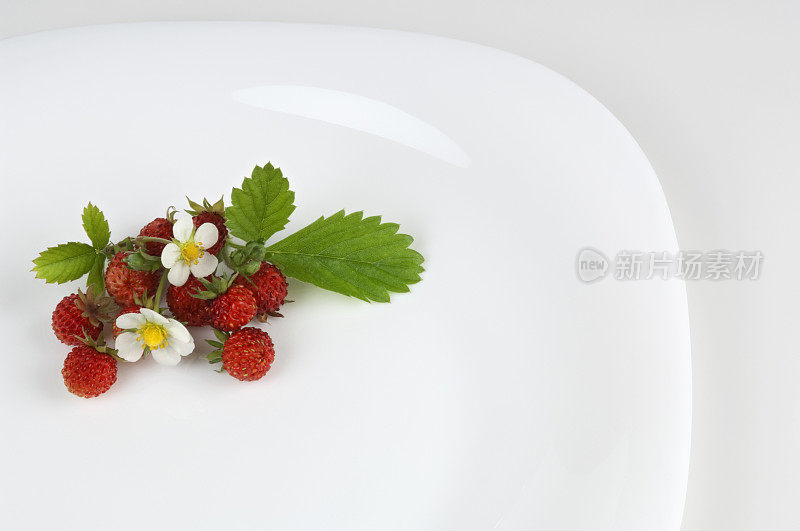 开花的野草莓