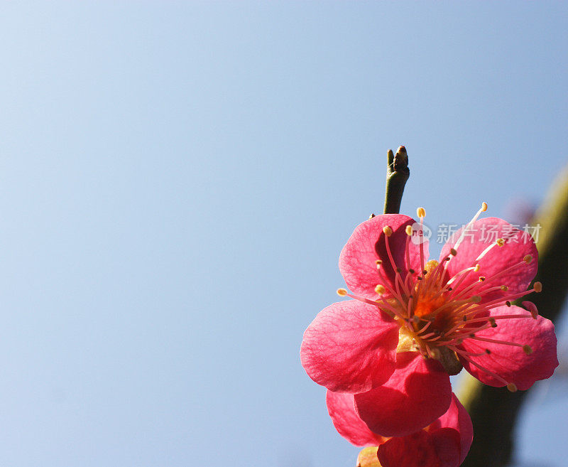 春天的樱花-梅李