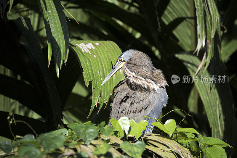 Bare-throated老虎鹭