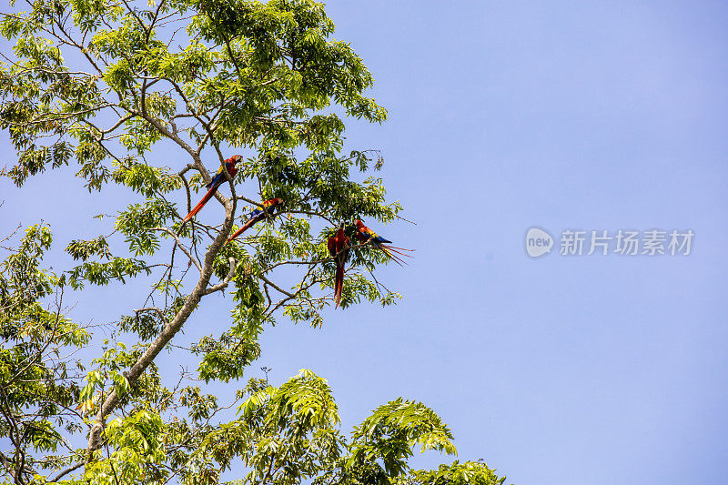 低角度的猩红色金刚鹦鹉栖息在树上