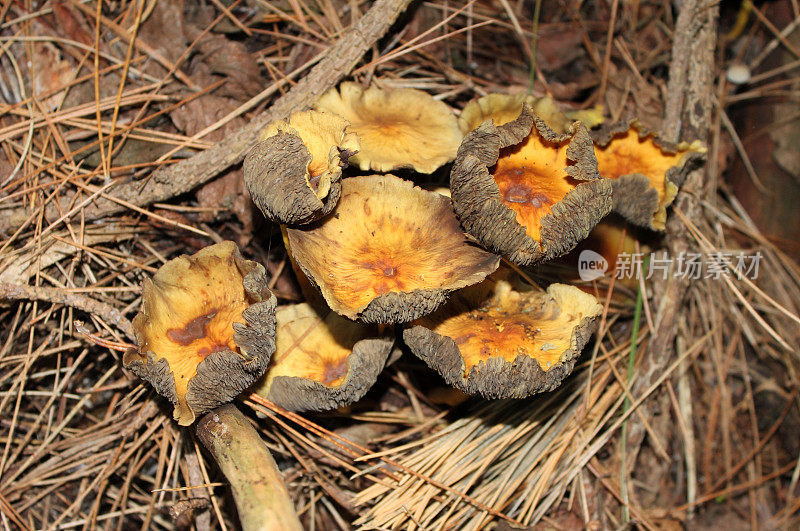 坎塔雷卢斯西巴里乌斯蘑菇