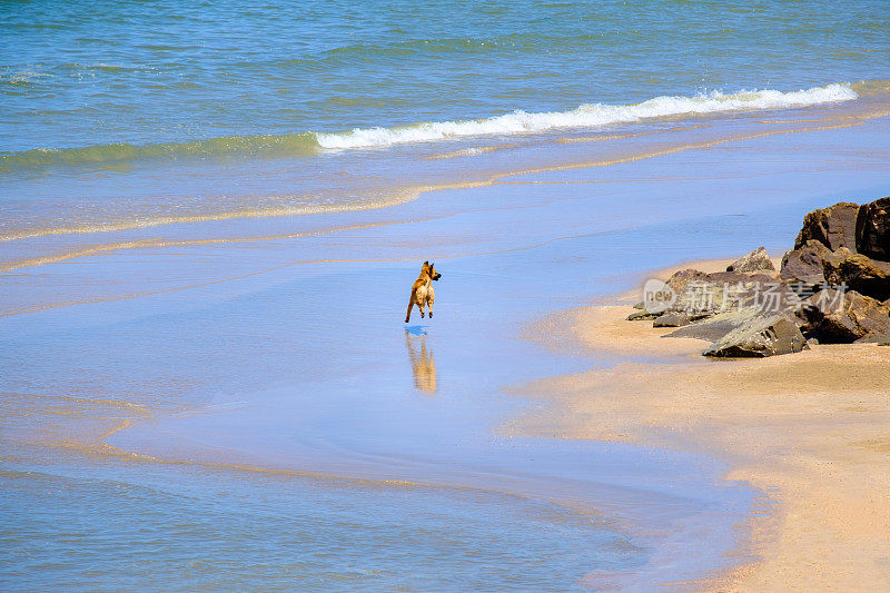 在沙滩上嬉戏的狗