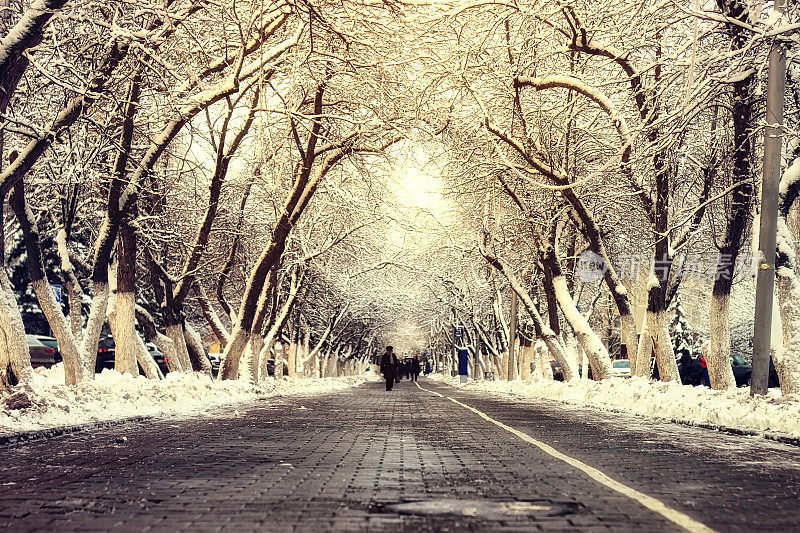 行人通道树冬天