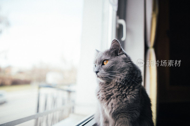 猫在看窗外
