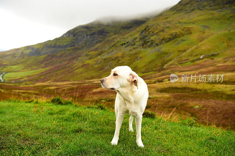 英国湖区的拉布拉多寻回犬