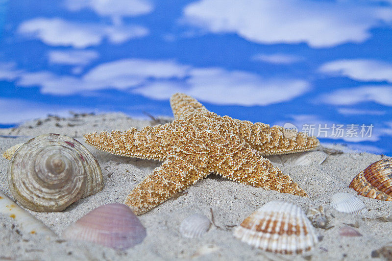 沙滩上有贝壳和海星