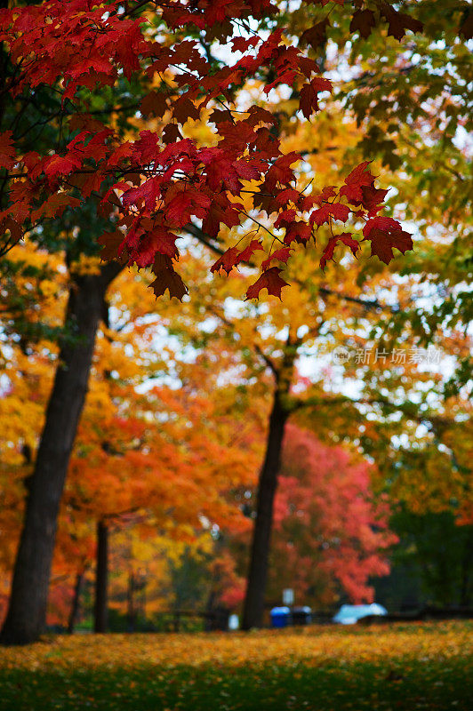 树叶在秋天