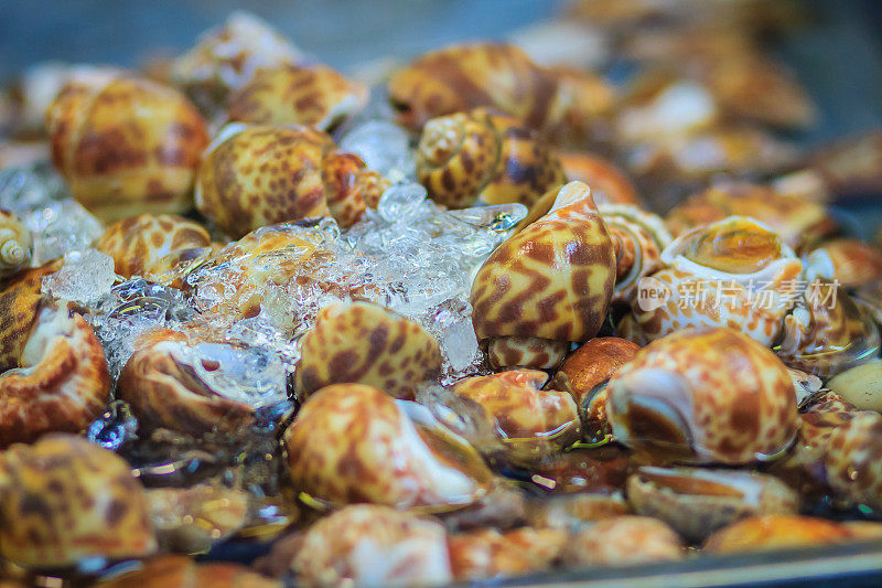 特大号斑点巴比伦(斑巴比伦)在海产市场出售。斑螺是螺科海洋腹足类软体动物海螺的一种。