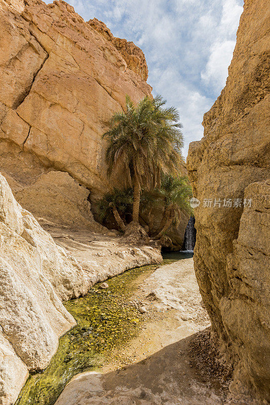 突尼斯撒哈拉沙漠的切比卡山绿洲