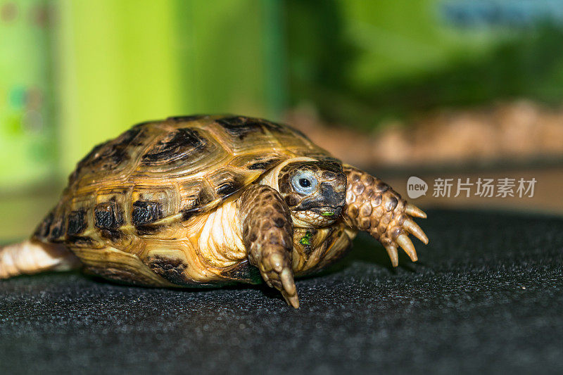 中亚海龟幼崽的肖像